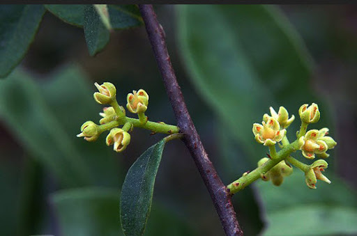 Cây Chua ngút lá thuôn. Embelia oblongifolia Hemsl - Cây Thuốc Nam Quanh Ta